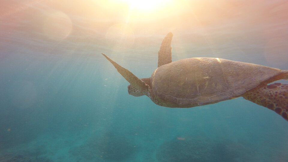 hawaii snorkel