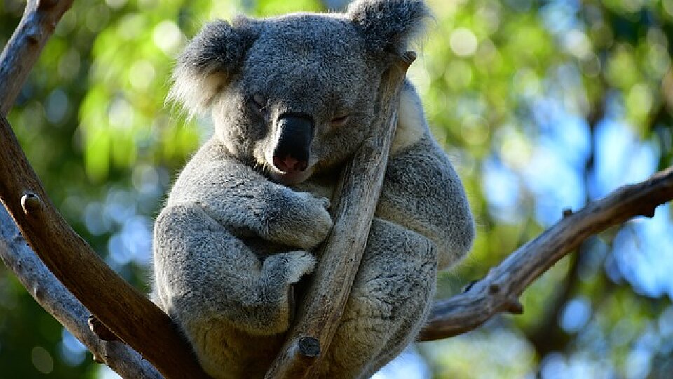 cute koala australia