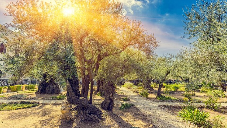 garden of gethsemane 1