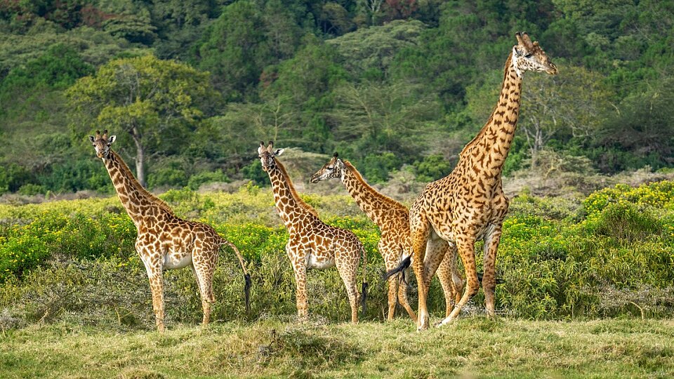 giraffes 7498918 1280