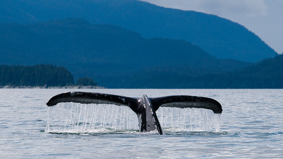 whale juneau alaska
